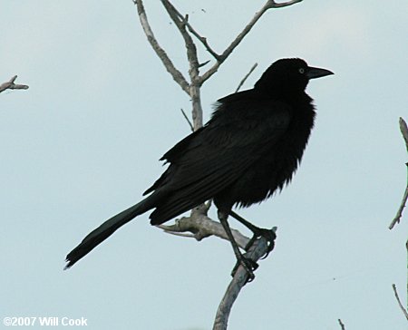 Boat-tailed Grackle (Quiscalus major)