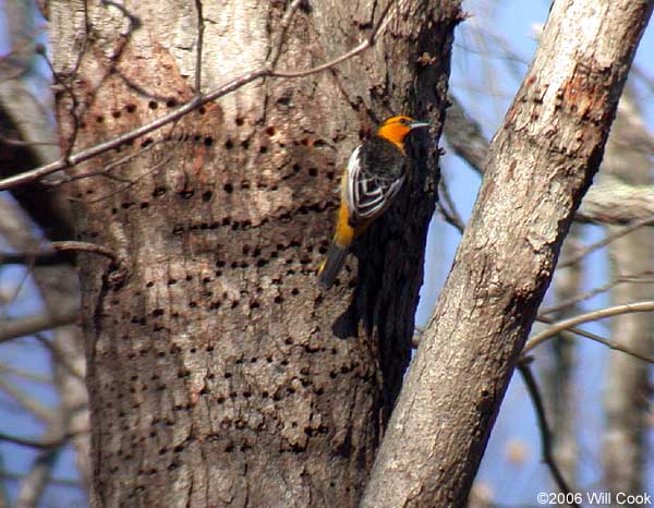 Bullock's Oriole (Icterus bullockii)