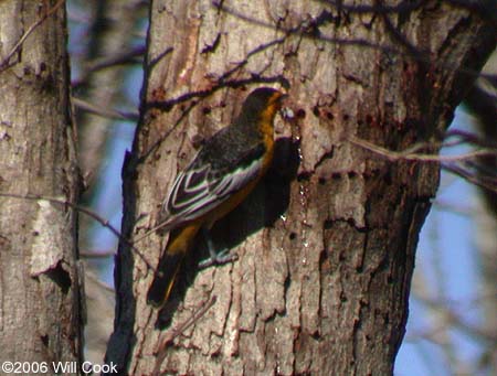 Bullock's Oriole (Icterus bullockii)