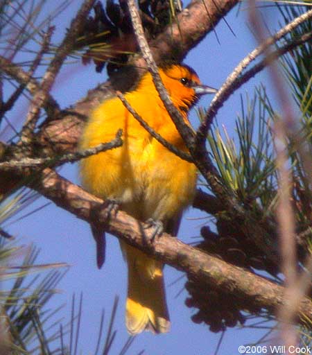 Bullock's Oriole (Icterus bullockii)