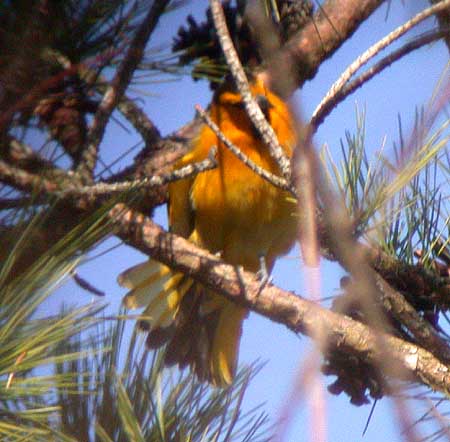 Bullock's Oriole (Icterus bullockii)