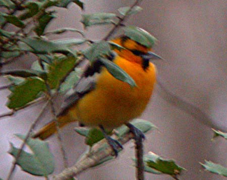 Bullock's Oriole (Icterus bullockii)