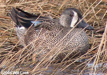 Blue-winged Teal (Anas discors)