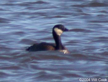 Cackling Goose (Branta hutchinsii minima)