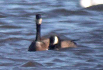 Cackling Goose (Branta hutchinsii minima)