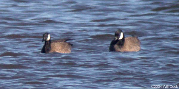 Cackling Goose (Branta hutchinsii minima)