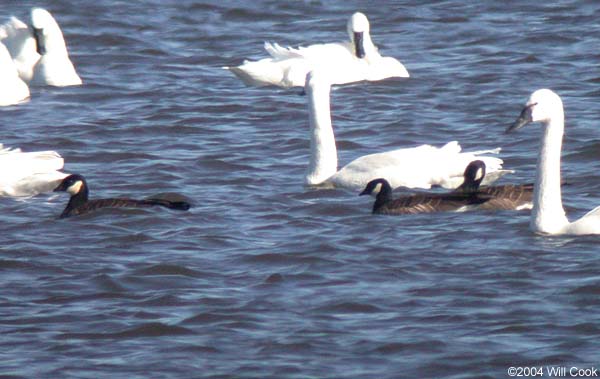 Cackling Goose (Branta hutchinsii minima)