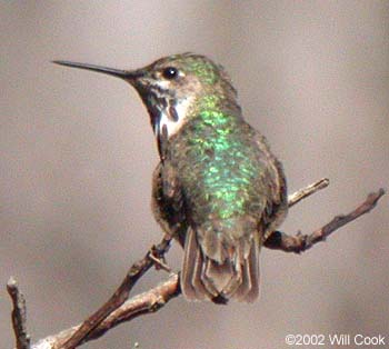 Calliope Hummingbird (Stellula calliope)