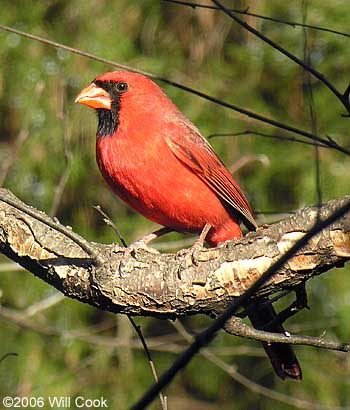 Northern Cardinal (Cardinalis cardinalis)