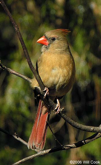 Northern Cardinal (Cardinalis cardinalis)