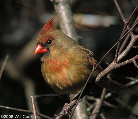 Northern Cardinal (Cardinalis cardinalis)