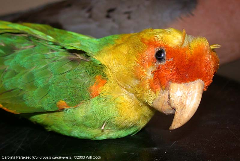 Carolina Parakeet (Conuropsis carolinensis)