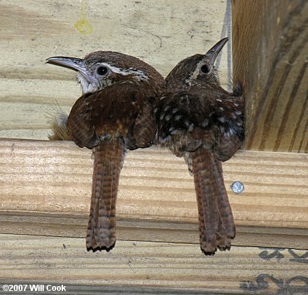 Carolina Wrens (Thryothorus ludovicianus)