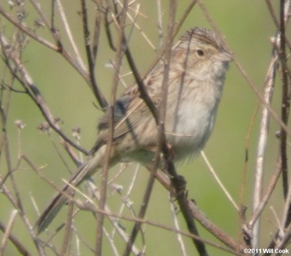 Cassin's Sparrow (Peucaea cassinii)