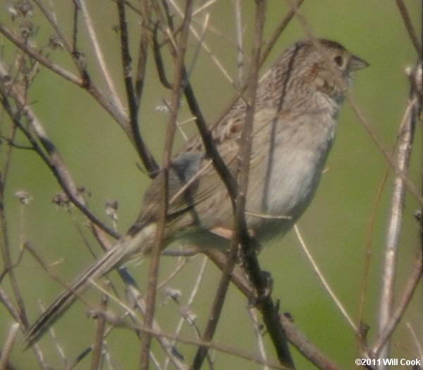 Cassin's Sparrow (Peucaea cassinii)