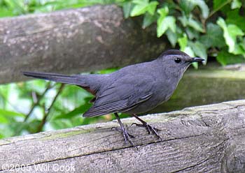 Gray Catbird (Dumetella carolinensis)