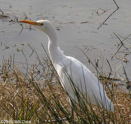 Cattle Egret (Bubulcus ibis)