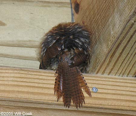 Carolina Wren (Thryothorus ludovicianus)