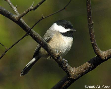 Carolina Chickadee (Poecile carolinensis)