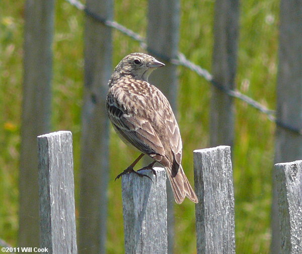 Chestnut-collared Longspur (Calcarius ornatus)