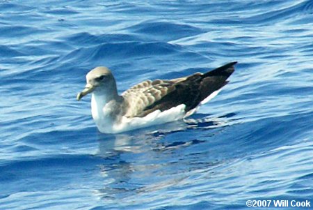 Cory's Shearwater (Calonectris diomedea)