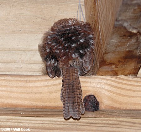 Carolina Wrens (Thryothorus ludovicianus)