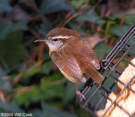 Carolina Wren (Thryothorus ludovicianus)