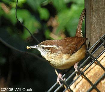 Carolina Wren (Thryothorus ludovicianus)