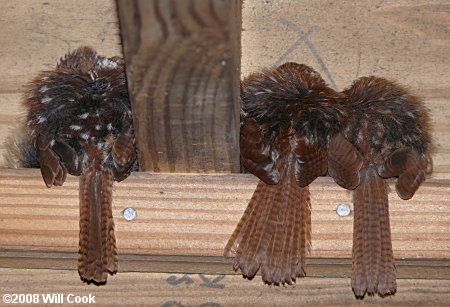 Carolina Wrens (Thryothorus ludovicianus)