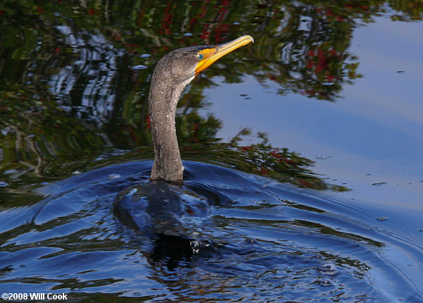 Double-crested Cormorant (Phalacrocorax auritus)