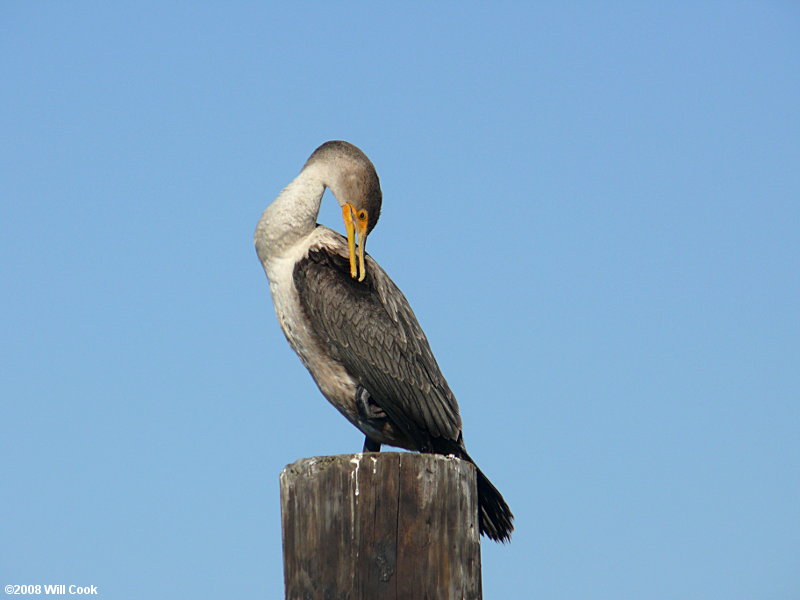 Double-crested Cormorant (Phalacrocorax auritus)