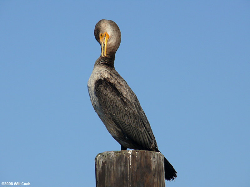 Double-crested Cormorant (Phalacrocorax auritus)