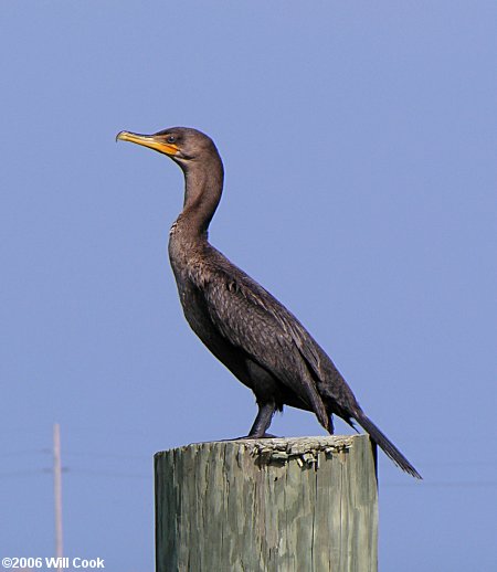 Double-crested Cormorant (Phalacrocorax auritus)