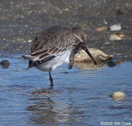 Dunlin (Calidris alpina)