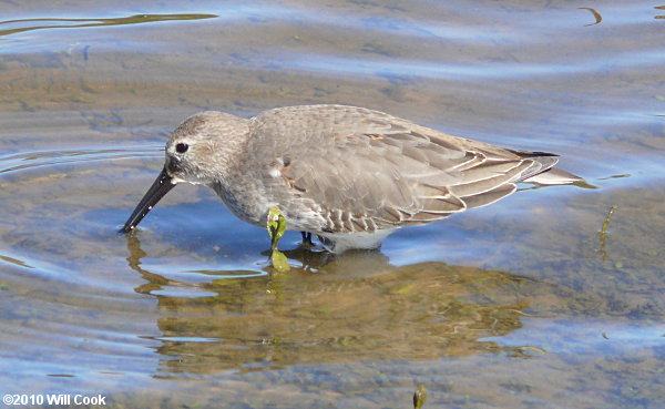 Dunlin (Calidris alpina)