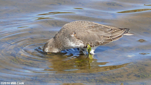 Dunlin (Calidris alpina)