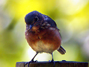 Eastern Bluebird (Sialia sialis)