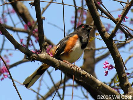 Eastern Towhee (Pipilo erythrophthalmus)