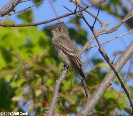 Eastern Wood-Pewee (Contopus virens)