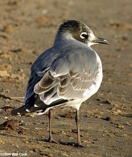 Franklin's Gull (Leucophaeus/Larus pipixcan)