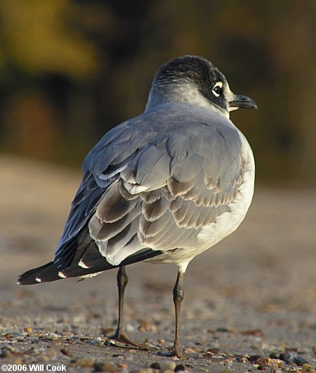 Franklin's Gull (Leucophaeus/Larus pipixcan)