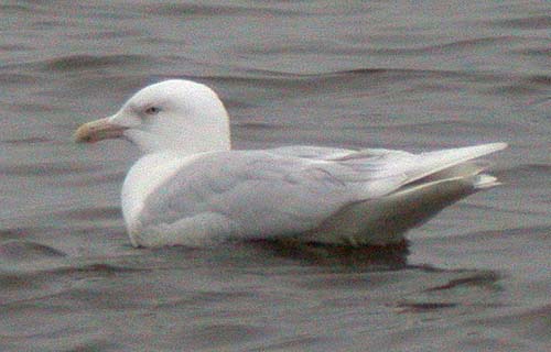 Glaucous Gull (Larus hyperboreus)