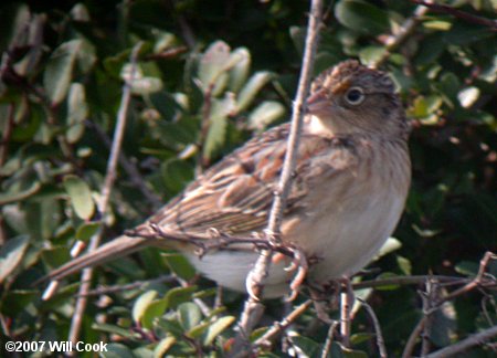 Grasshopper Sparrow (Ammodramus savannarum)