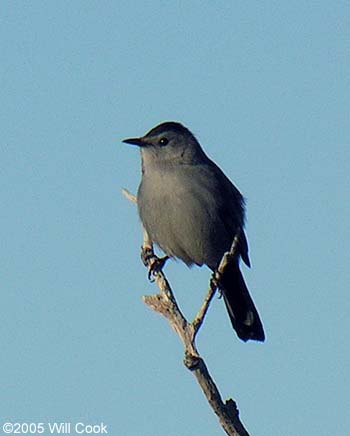 Gray Catbird (Dumetella carolinensis)