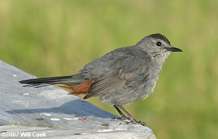 Gray Catbird (Dumetella carolinensis)