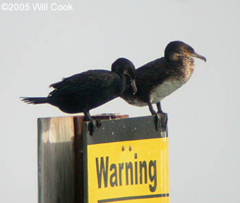 Great Cormorant (Phalacrocorax carbo)