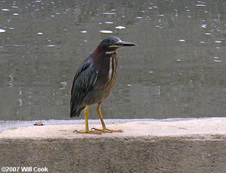 Green Heron (Butorides virescens)