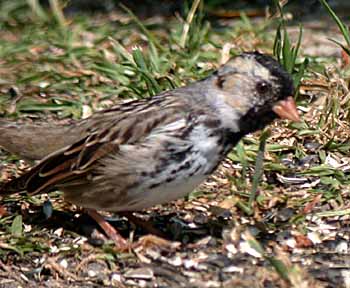 Harris's Sparrow (Zonotrichia querula)