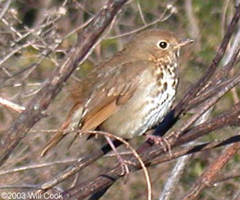 Hermit Thrush (Catharus guttatus)