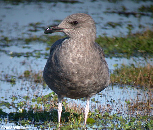 Herring Gull (Larus argentatus)